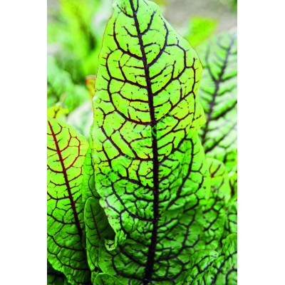 Щавель Хамелеон, 1 кг,  GAVRISH (Россия)