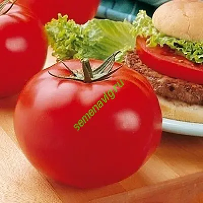 Биг Биф F1, 500 семян, Seminis (Голландия)