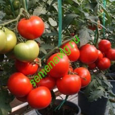 Магнус F1, Seminis (Голландия)