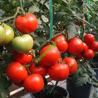 Магнус F1, Seminis (Голландия)
