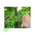 Мадрилене F1, Seminis (Голландия) Мадрилене F1, Seminis (Голландия)