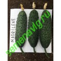 Мадрилене F1, 250 семян, Seminis (Голландия)