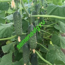 Мадрилене F1, Seminis (Голландия) Мадрилене F1, Seminis (Голландия)