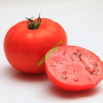 Мирсини F1, 1000 семян, Seminis (Голландия) Мирсини F1, 1000 семян, Seminis (Голландия)