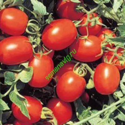 Перфектпил F1 1000с , Seminis (Голландия)