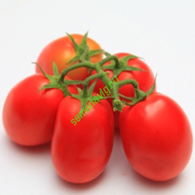 Монти F1, Seminis (Голландия)