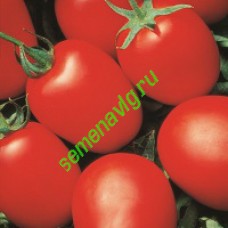 Яки F1, Seminis (Голландия)