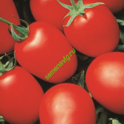 Яки F1, Seminis (Голландия)