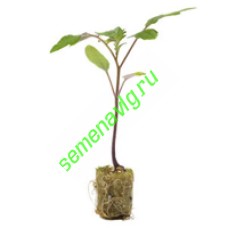 Максифорт F1 (подвой), Seminis (Голландия)