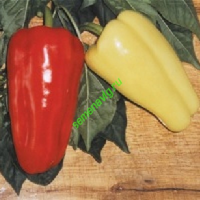 Джипси F1, 1000шт Seminis (Голландия) Джипси F1, 1000шт Seminis (Голландия)