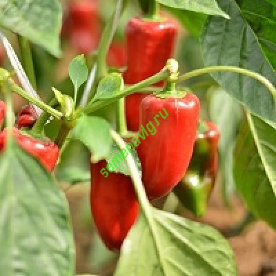 Тамара F1, Seminis (Голландия)