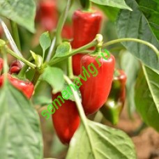 Тамара F1, Seminis (Голландия) Тамара F1, Seminis (Голландия)