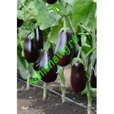 Эпик F1, 1000 семян, Seminis (Голландия) Эпик F1, 1000 семян, Seminis (Голландия)