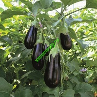 Эпик F1, 1000 семян, Seminis (Голландия)