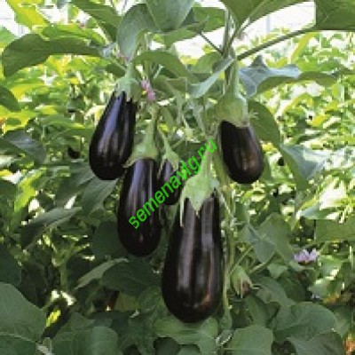 Эпик F1, 1000 семян, Seminis (Голландия)