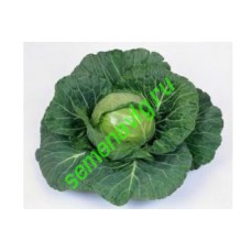 Нозоми F1, 2500 семян, Sakata (Япония)