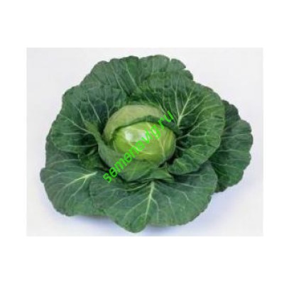 Нозоми F1, 2500 семян, Sakata (Япония) Нозоми F1, 2500 семян, Sakata (Япония)