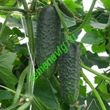 СВ 4097/SV4097 F1, Seminis (Голландия) СВ 4097/SV4097 F1, Seminis (Голландия)