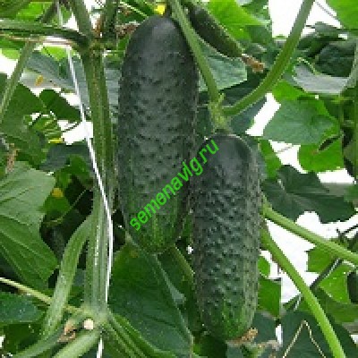 СВ 4097/SV4097 F1, Seminis (Голландия)