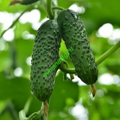 Герман F1, Seminis (Голландия)