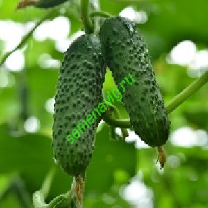 Герман F1, Seminis (Голландия) Герман F1, Seminis (Голландия)