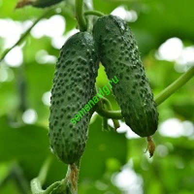 Герман F1, Seminis (Голландия)