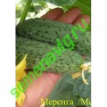 Меренга F1, 250 семян, Seminis (Голландия)