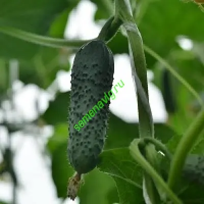 Меренга F1, Seminis (Голландия)