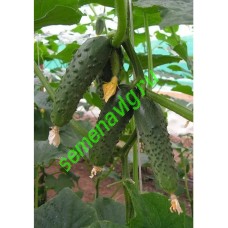 Меренга F1, Seminis (Голландия) Меренга F1, Seminis (Голландия)