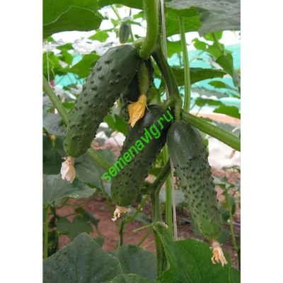 Меренга F1, Seminis (Голландия)