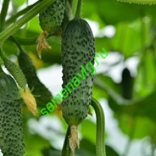Маша F1, Seminis (Голландия)