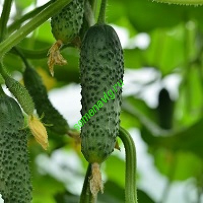 Маша F1, Seminis (Голландия)