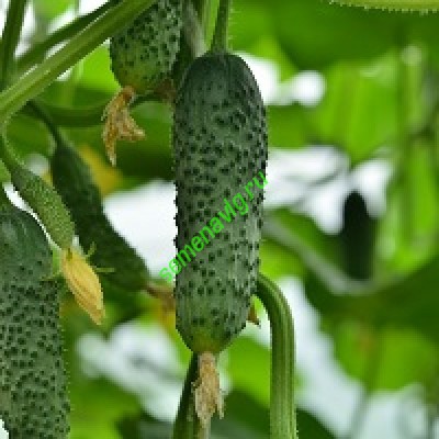 Маша F1, Seminis (Голландия)