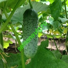 Мареса F1, Seminis (Голландия)
