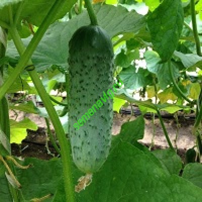 Мареса F1, Seminis (Голландия)