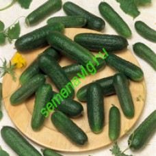Корентин F1, Seminis (Голландия)