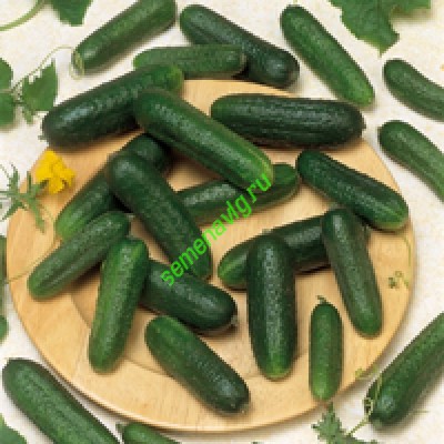 Корентин F1, Seminis (Голландия) Корентин F1, Seminis (Голландия)