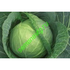 Суприм Вантаж F1, 2500 семян, Sakata (Япония)