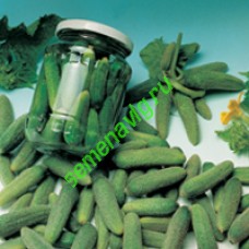 Наташа Микс F1, 1000 семян, Seminis (Голландия)