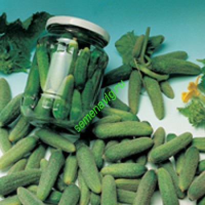 Наташа Микс F1, 1000 семян, Seminis (Голландия)