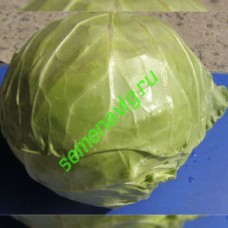 Рапидион F1, 2 500 семян, Seminis (Голландия)