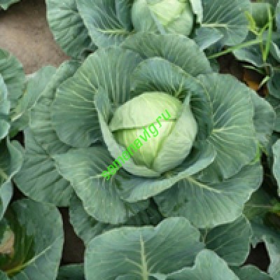 Грин Флэш F1, 2 500 семян, Seminis (Голландия)