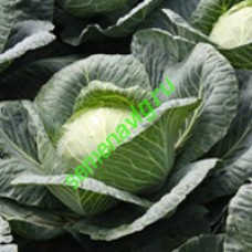 Ринда F1, 2 500 семян, Seminis (Голландия)