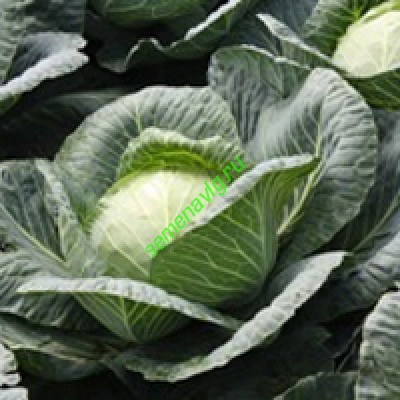 Ринда F1, 2 500 семян, Seminis (Голландия)