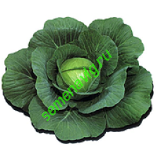 Шармант F1, 2500 семян, Sakata (Япония)