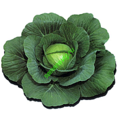 Шармант F1, 2500 семян, Sakata (Япония)