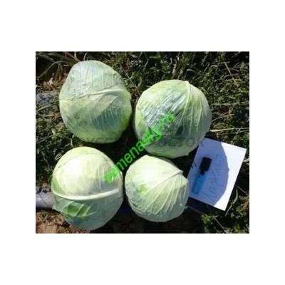 Ларсия F1, 2 500 семян, Seminis (Голландия)