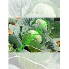 Атрия F1, 2 500 семян, Seminis (Голландия) Атрия F1, 2 500 семян, Seminis (Голландия)