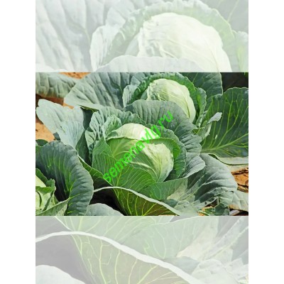 Атрия F1, 2 500 семян, Seminis (Голландия) Атрия F1, 2 500 семян, Seminis (Голландия)