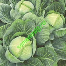 Галакси F1, 2 500 семян, Seminis (Голландия)